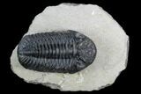 Pedinopariops Trilobite - Mrakib, Morocco #125200-1